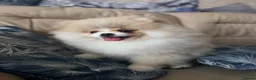 Pomeranian dogs for sale: KC Registered, Teddy bear Pom,Fluffy & Loving  - Advert 8