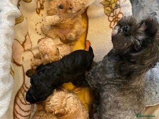 Shihpoo dogs for sale - Advert 1