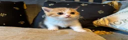 British Shorthair cats for sale: Grand champion sired - Advert 8