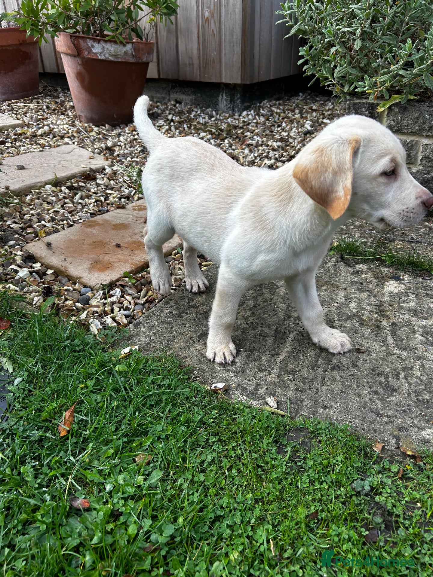 Labrador Retriever dogs for sale: 9 week old, yellow male Labrador retriever puppy - Advert 21