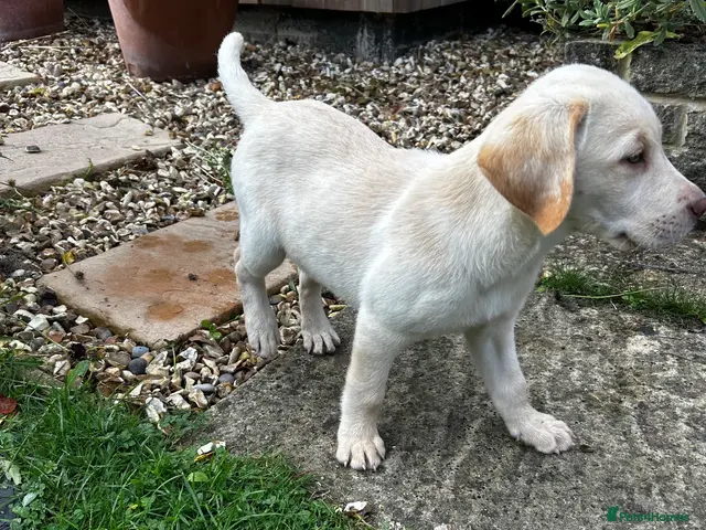 Labrador Retriever dogs for sale: 9 week old, yellow male Labrador retriever puppy - Advert 21