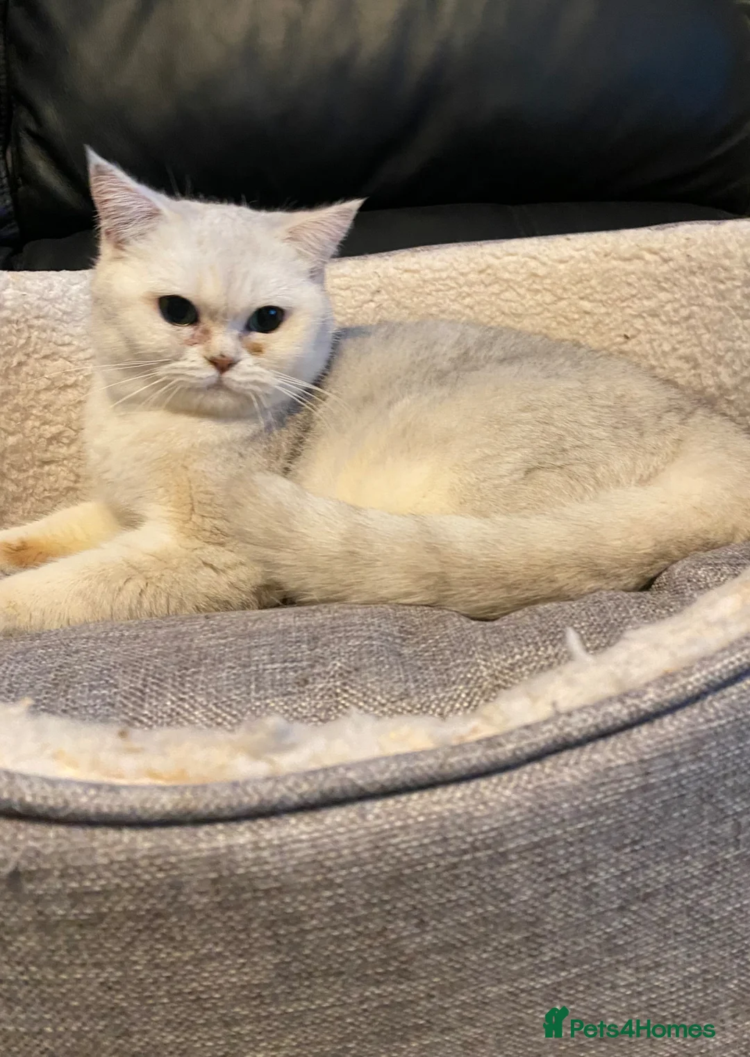 British Shorthair cats for sale: Snowy  - Advert 2