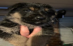 German Shepherd dogs for sale: Pedigree German Shepherd puppies  - Image 2