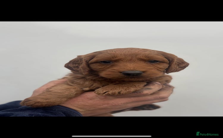Labradoodle dogs - Advert 1