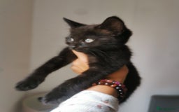 Bombay cats for sale: 6 beautiful Bombay kittens  - Image 2