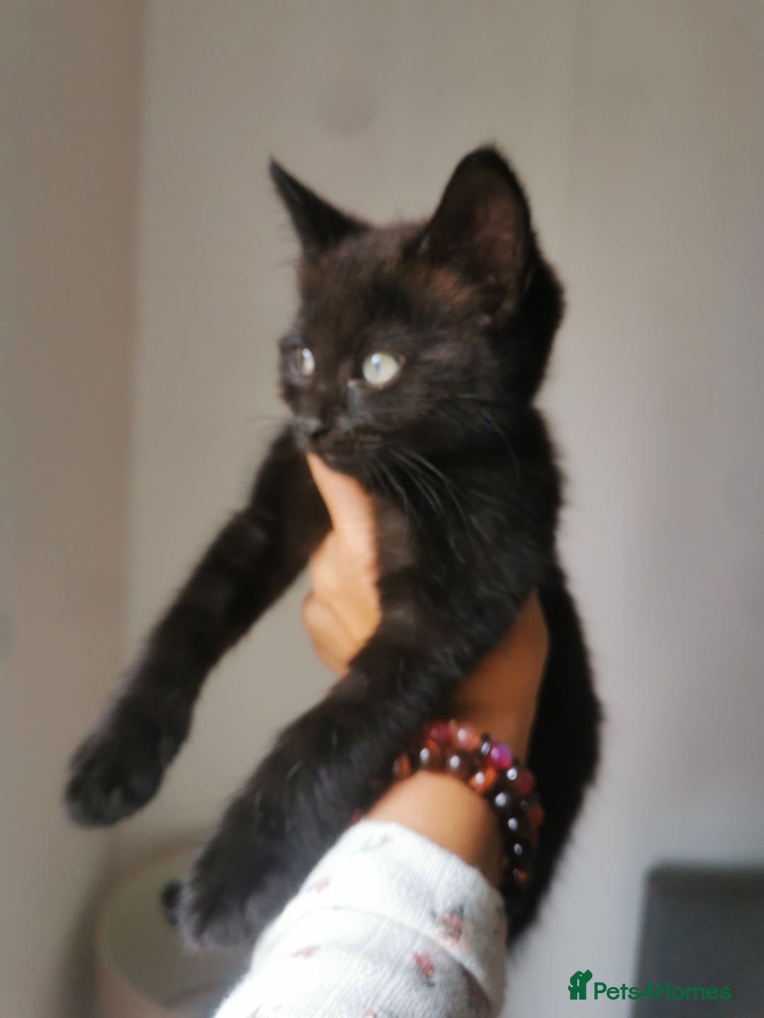 Bombay cats for sale: 6 beautiful Bombay kittens  - Image 2