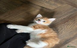 Mixed Breed cats for sale: Four beautiful playful kittens for sale  - Image 7