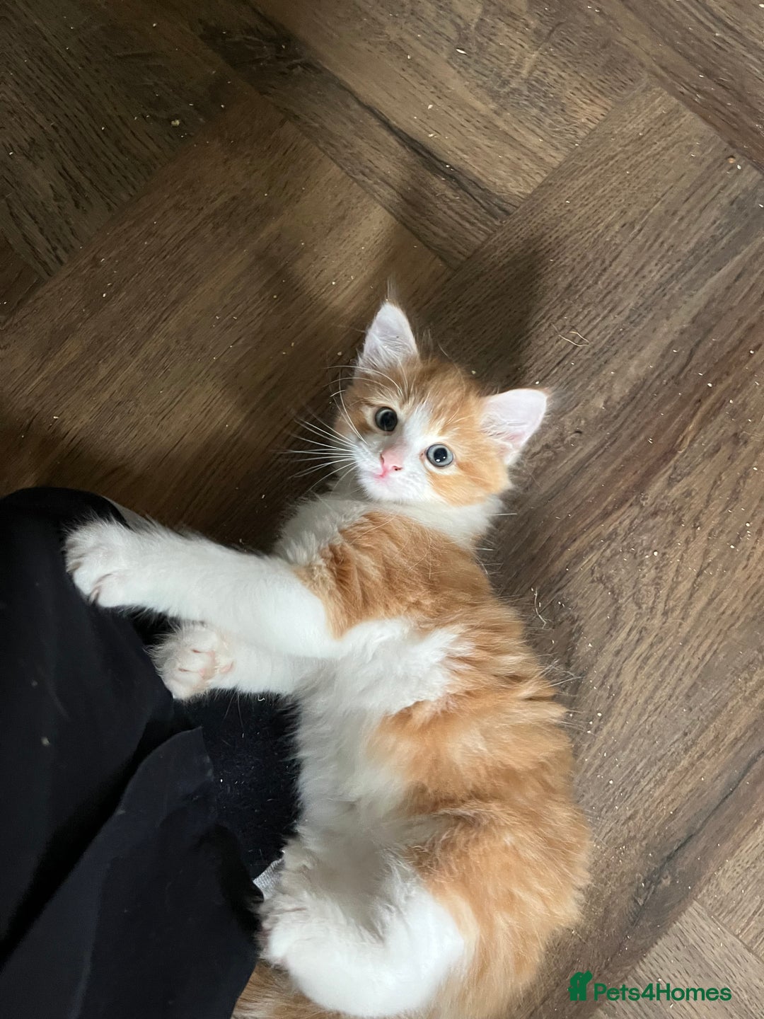 Mixed Breed cats for sale: Four beautiful playful kittens for sale  - Image 7