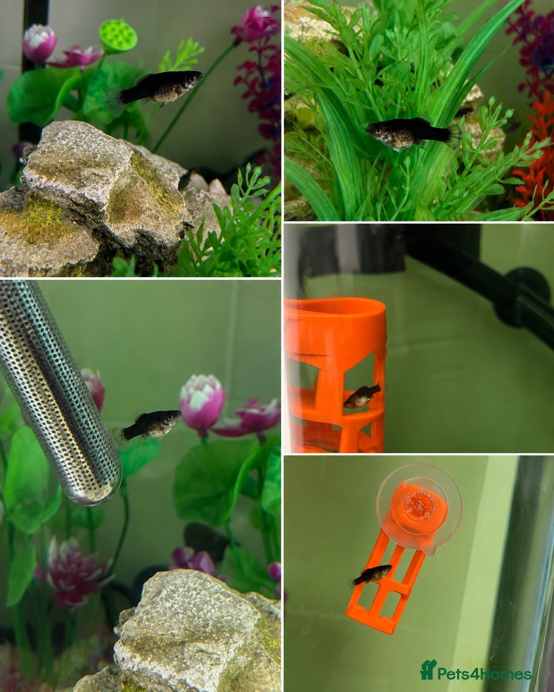Mollies fish Home Bred Black Sailfin Molly Fry - Advert 10