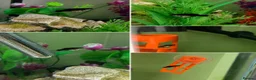 Mollies fish for sale: Home Bred Black Sailfin Molly Fry - Advert 1