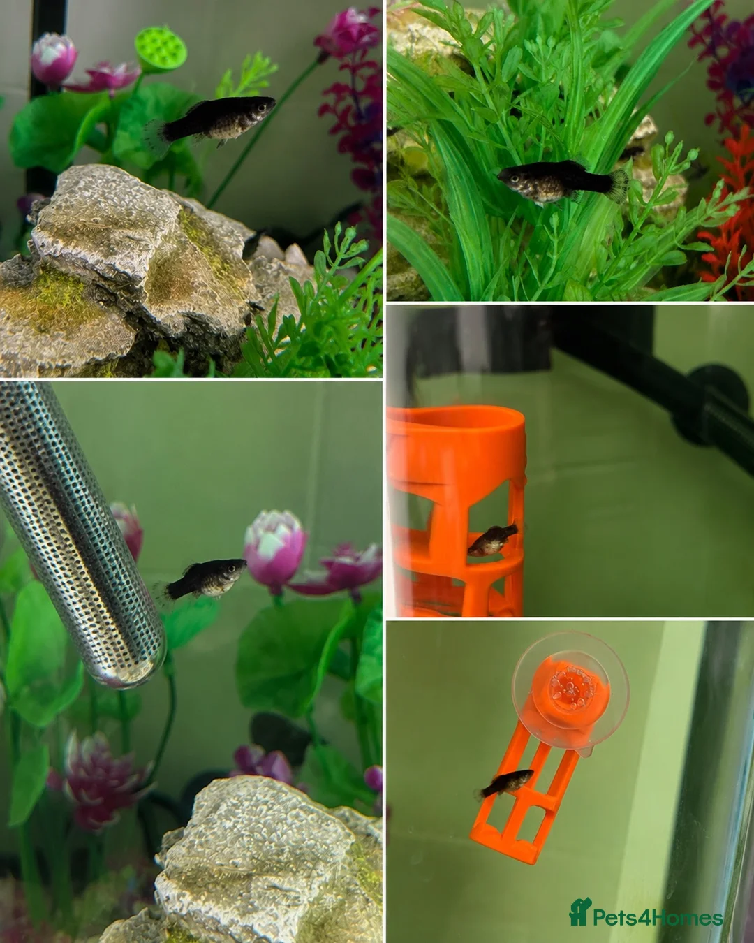 Mollies fish for sale: Home Bred Black Sailfin Molly Fry - Advert 1