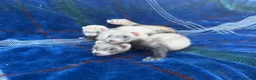 Ferret rodents for sale: Jill ferrets for sale - Advert 3