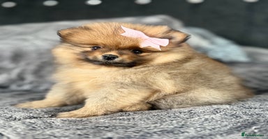 Pomeranian dogs - Advert 15