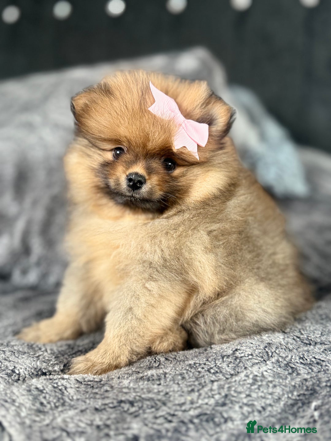 Pomeranian dogs for sale: Pomeranian Girl . Ready to go new home  - Image 9