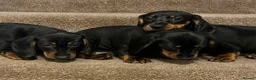 Dachshund dogs for sale: 💕dachshund puppies💙 - Advert 9
