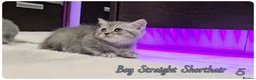 Scottish Fold cats for sale: Scotish fold kittens - Advert 7