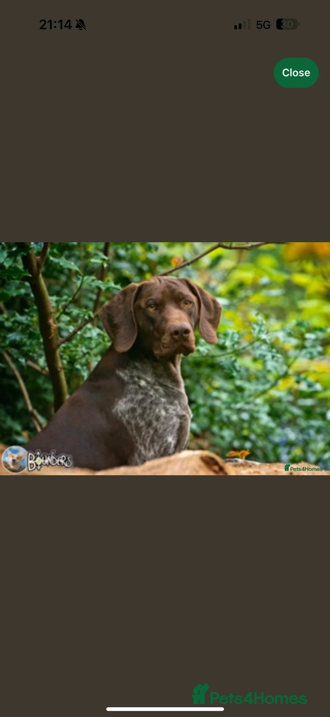 German Shorthaired Pointer dogs for sale: 🌼German shorthaired pointer puppies 🌼 - Advert 3
