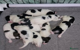 Sprocker dogs for sale: Adorable Chunky Sprocker Spaniel Pups - Image 16
