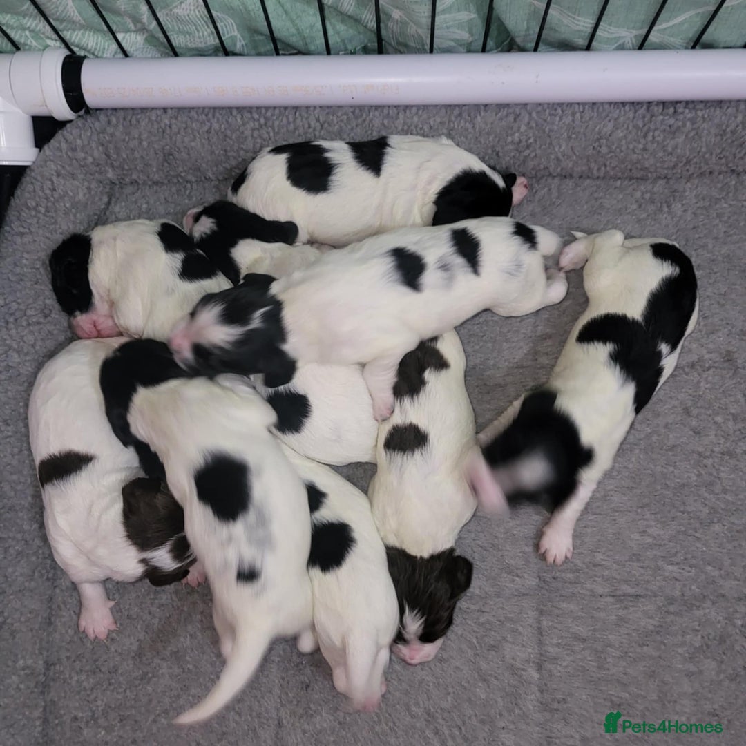 Sprocker dogs for sale: Adorable Chunky Sprocker Spaniel Pups - Image 16