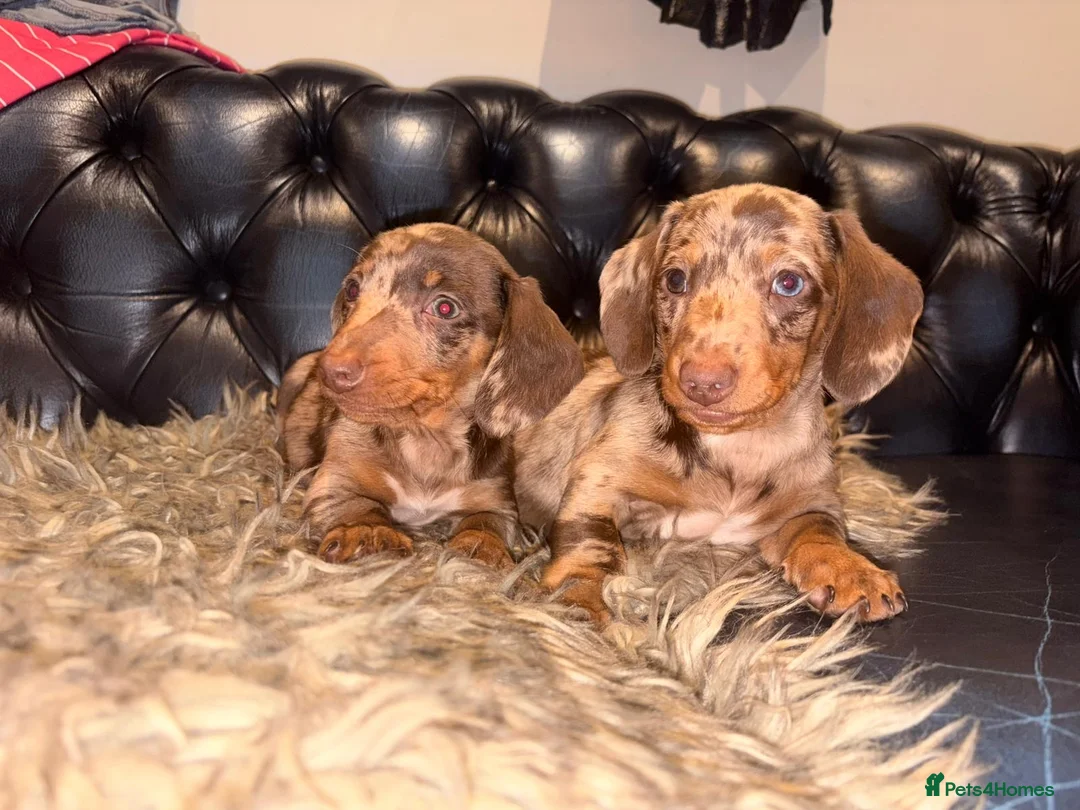 Dachshund dogs for sale: Dachshund puppies  - Advert 3