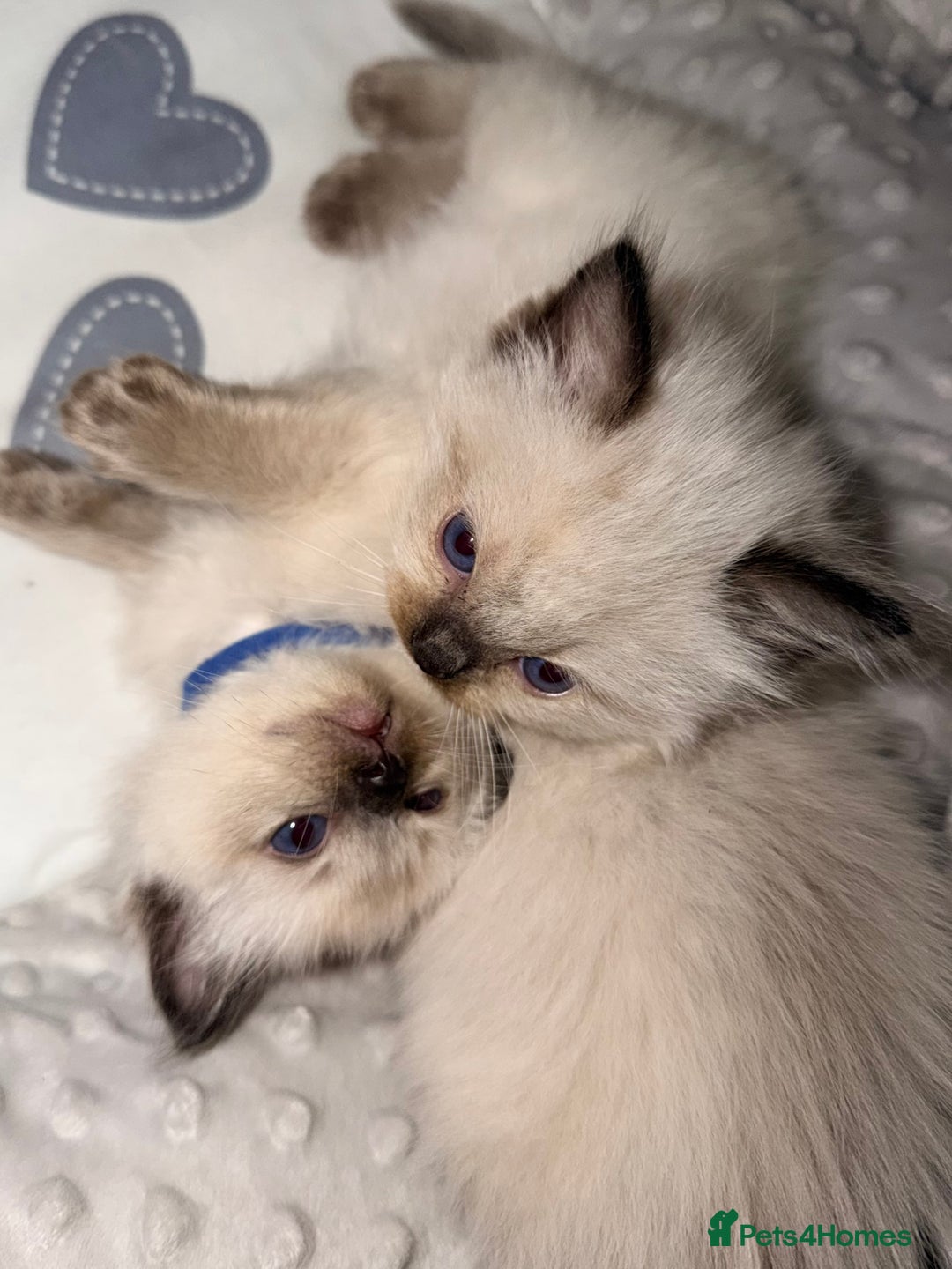 Ragdoll cats for sale: Seal point ragdoll - Advert 8