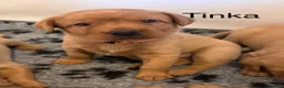 Labrador Retriever dogs for sale: 5* KC Reg Fully Health Tested Fox Red Labradors - Advert 2