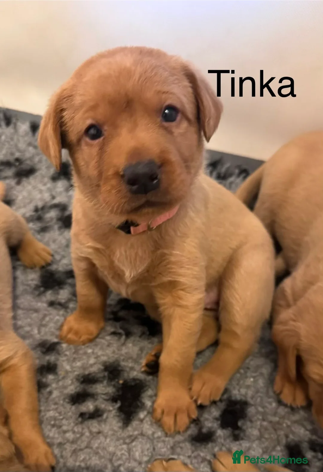 Labrador Retriever dogs for sale: 5* KC Reg Fully Health Tested Fox Red Labradors - Advert 2