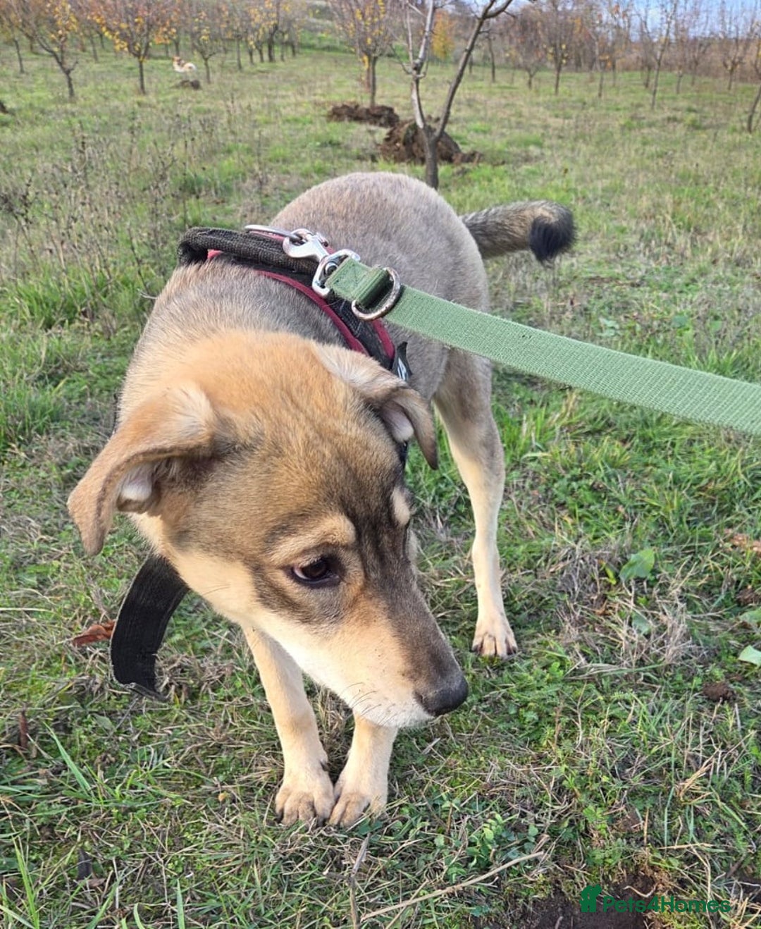 Mixed Breed dogs for adoption: 🐾DALIDA, Grace, Strength & a Heart Full of Love💛 - Advert 5