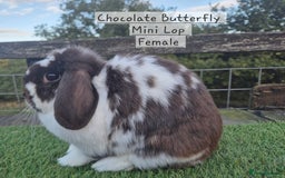 Mini Lop rabbits for sale: Various Adult  Mini Lop Female  - Image 6