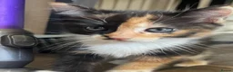 Mixed Breed cats for sale: 4 female kittens. mixed black white and ginger.  - Advert 7