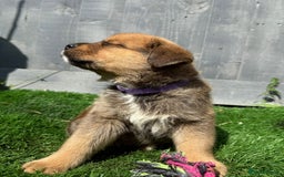 Mixed Breed dogs for sale: Gorgeous st weilers  - Image 8