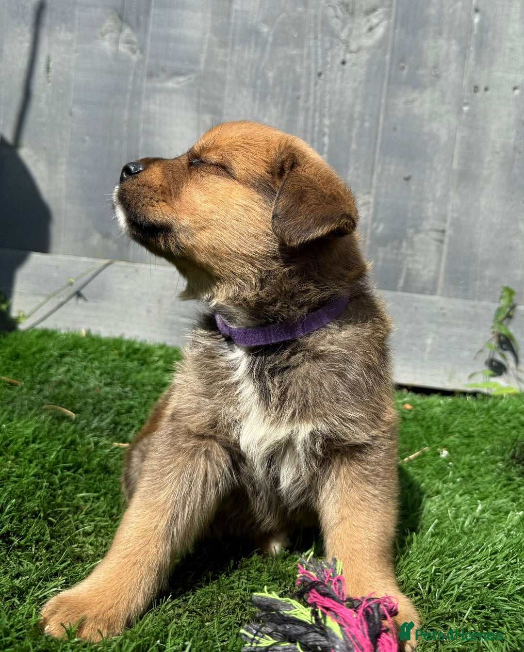 Mixed Breed dogs for sale: Gorgeous st weilers  - Image 8