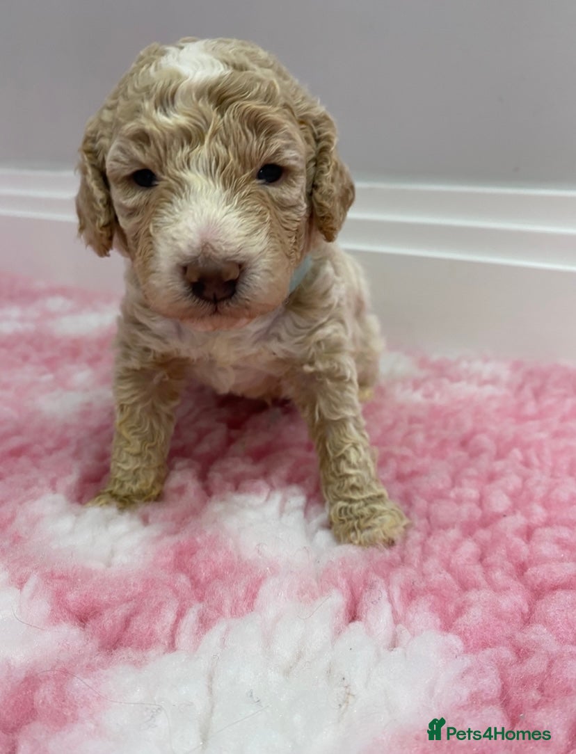 Labradoodle dogs Multi- Generation Toy/Mini parti Labradoodles   - Advert 1