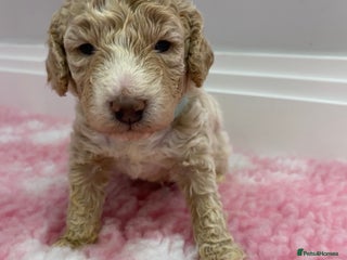 Labradoodle dogs Multi- Generation Toy/Mini parti Labradoodles - Advert 14