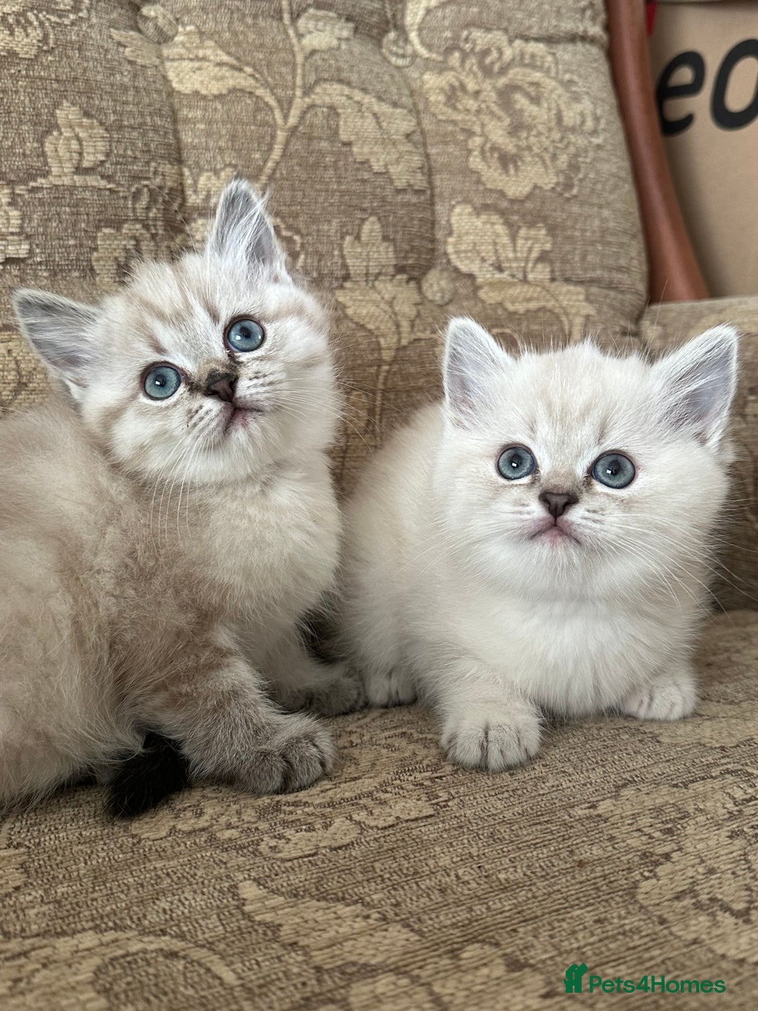 Siberian cats for sale: Adorable Siberian Neva Kittens - Advert 5