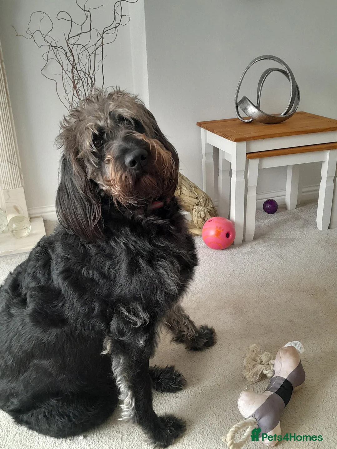 Goldendoodle dogs for sale: Goldendoodle puppies for sale - Advert 9