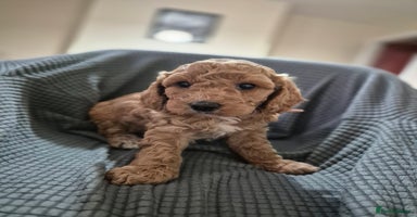 Cockapoo dogs - Advert 15