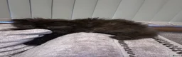 Persian cats for sale: Rare coloured Persian kitten ready to leave - Advert 5