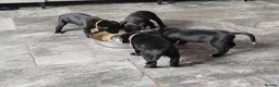 Borador dogs for sale: 2 10 week old Collie Labradour cross girls - Advert 29