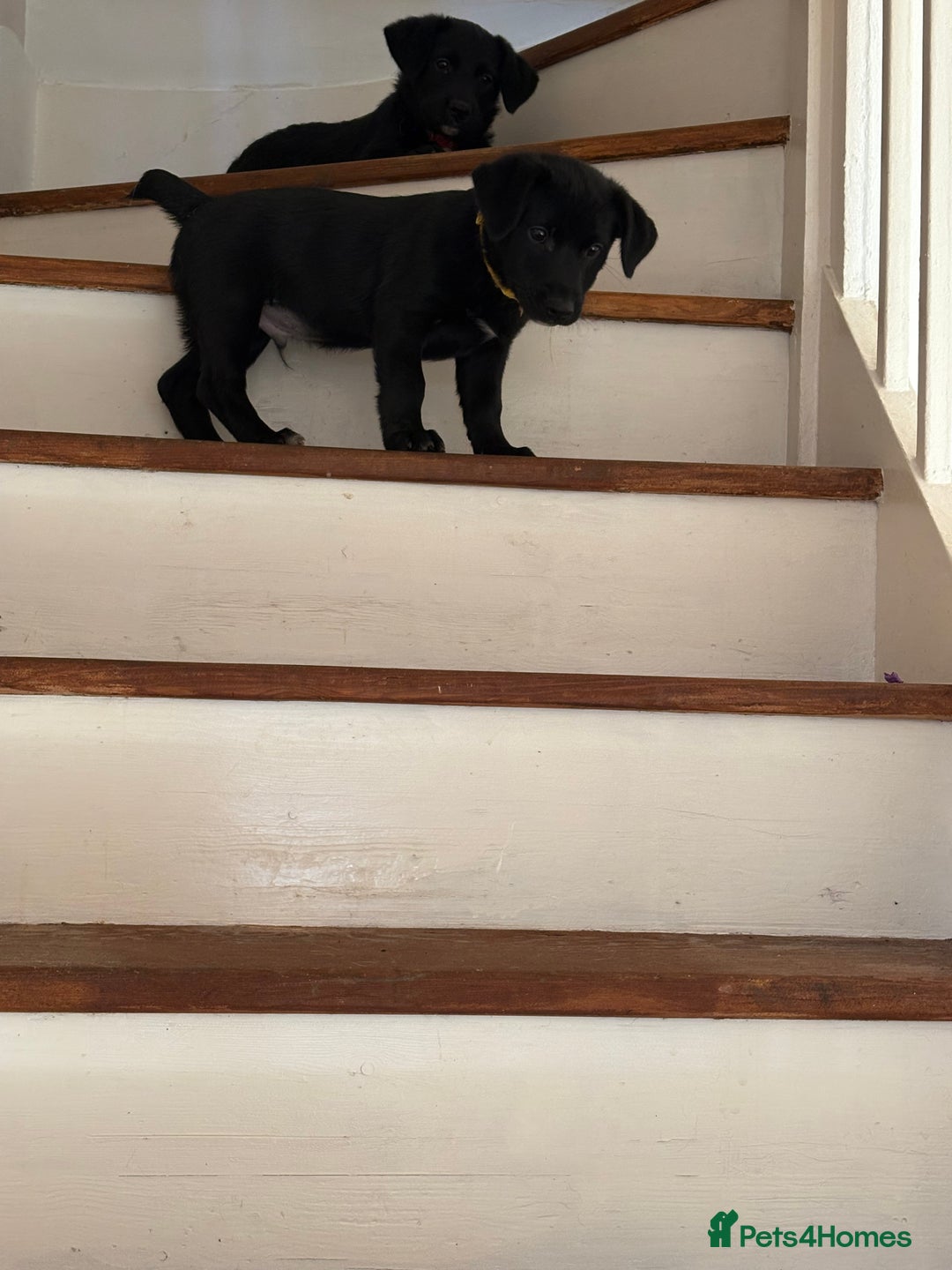 Goldador dogs for sale: Goldador puppies ready for rehome now!  - Advert 10