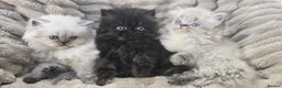 Persian cats for sale: Purebred Persian Kittens for Sale  - Advert 7