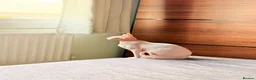 Sphynx cats for sale: Female Sphynx - Advert 8