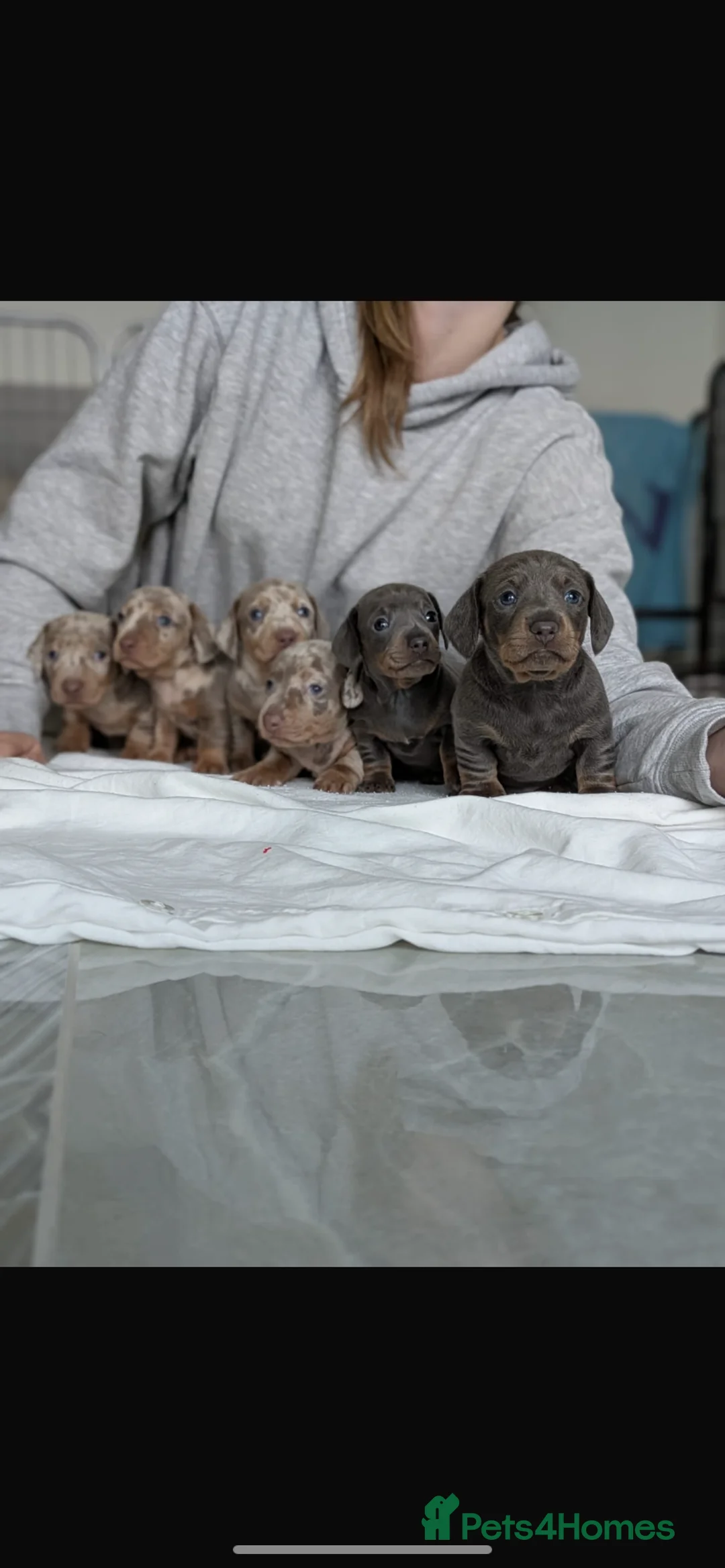 Dachshund dogs for stud: Miniature dachshund for stud  in Newport - Advert 4