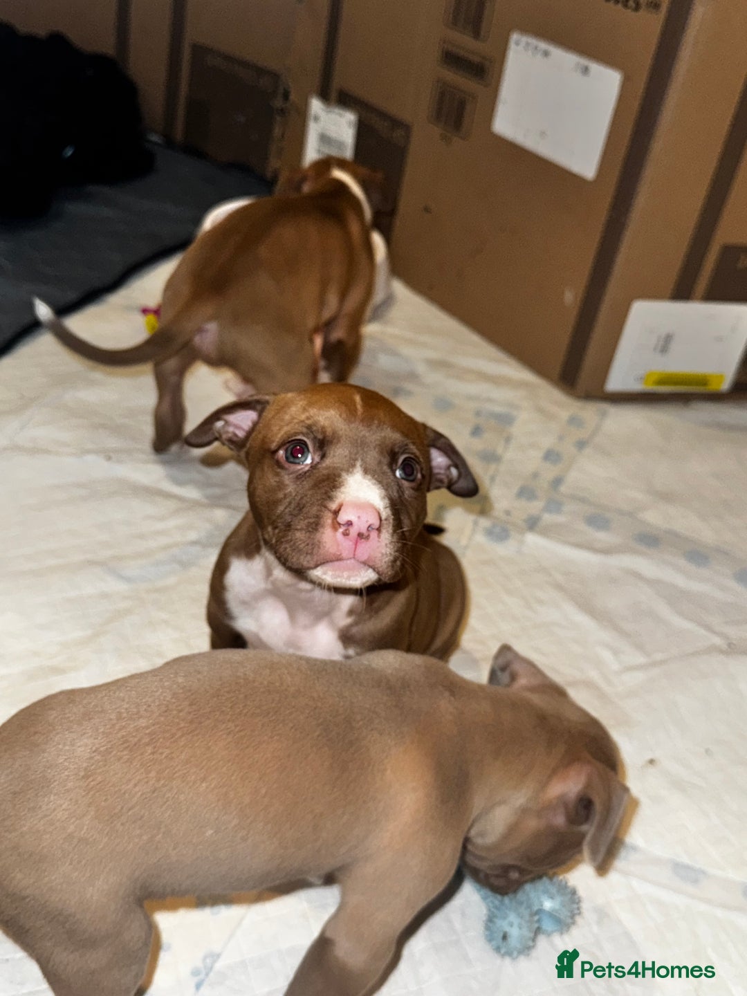 American Bully dogs for sale:  Bully x Staffie pups (2 Boys left) - Advert 11