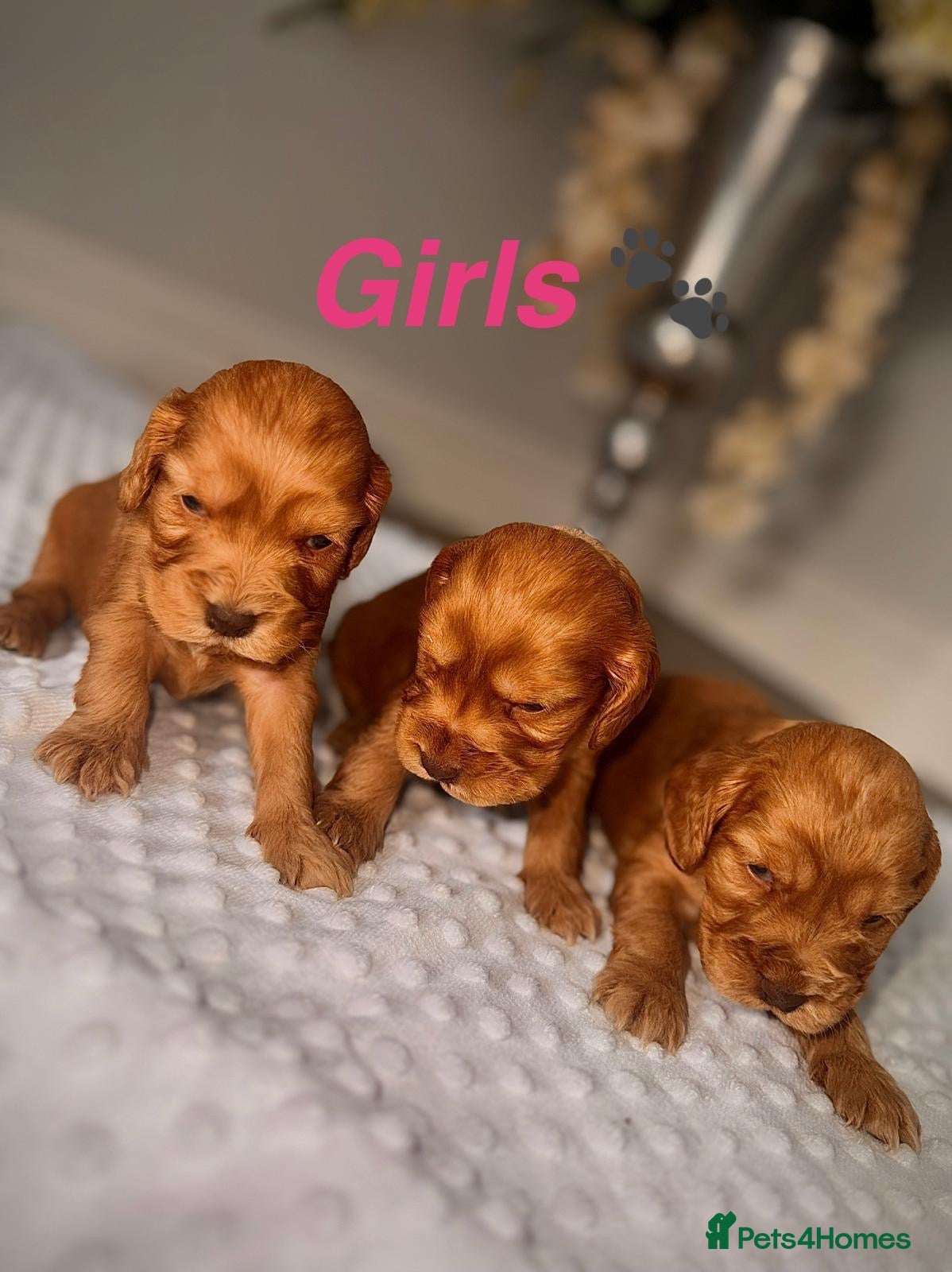 Cocker Spaniel dogs 🐾Show Type Cocker spaniel puppies 🐾 - Advert 1