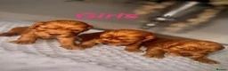 Cocker Spaniel dogs for sale: 🐾Show Type Cocker spaniel puppies 🐾 - Advert 1