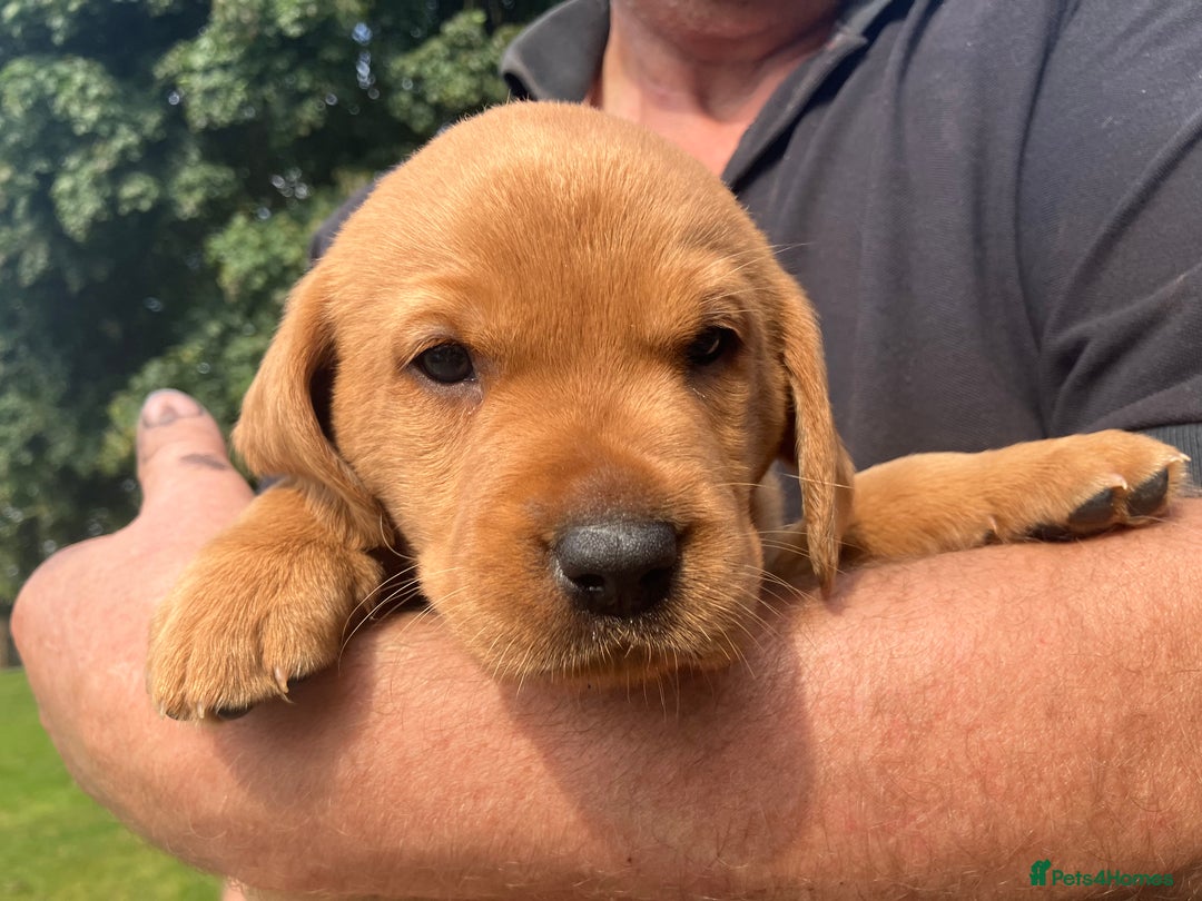 Labrador Retriever dogs for sale: STUNNING LITTER OF DARK FOX RED LABRADOR PUPPIES - Image 1