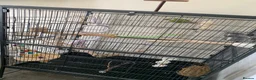 Conures birds for sale: Male pineapple green cheek conure for sale  in Armagh - Advert 5