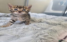 Bengal cats for sale: Lovely bengal kittens(Tica reg.)😍 - Image 33