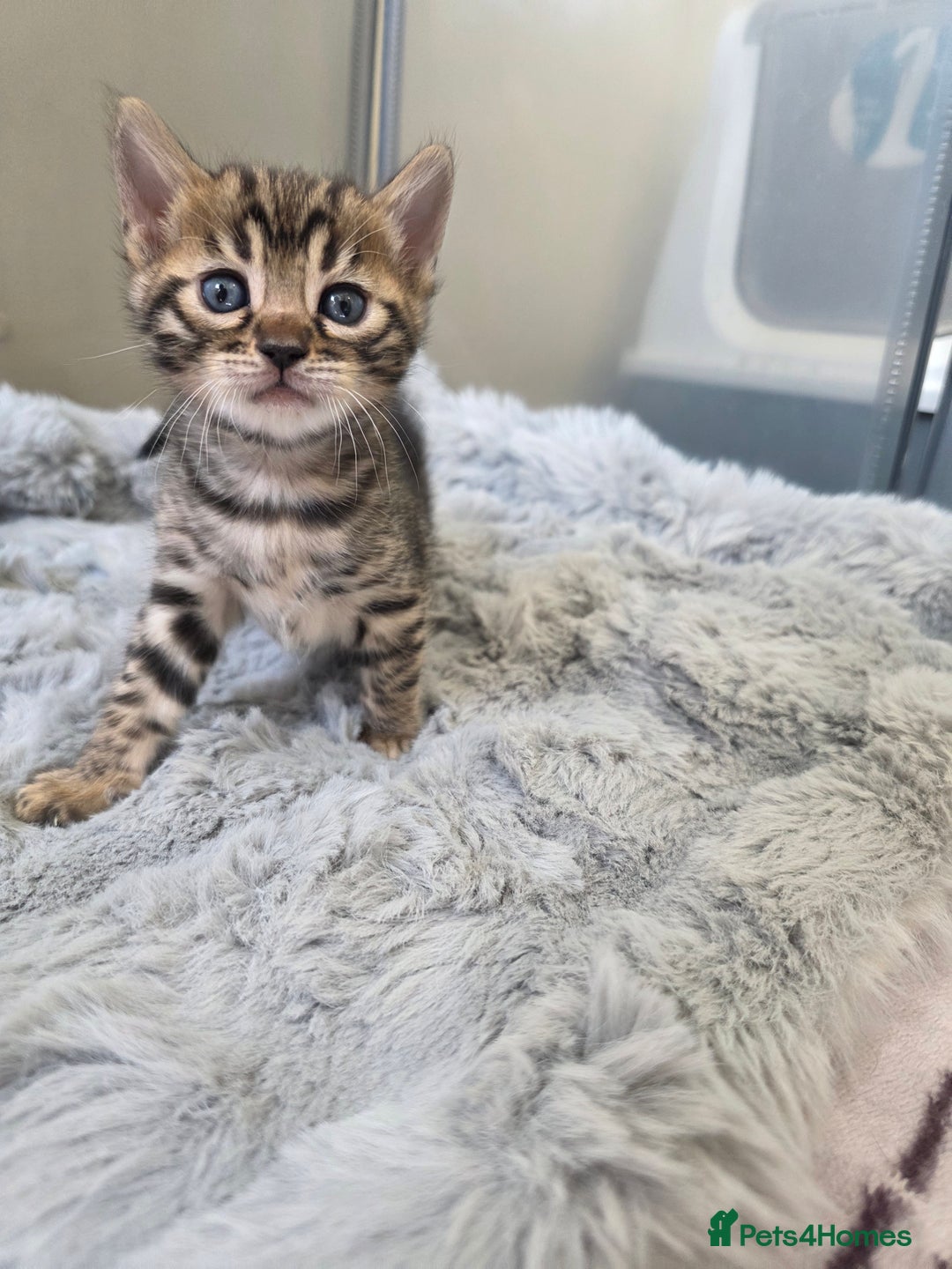 Bengal cats for sale: Lovely bengal kittens(Tica reg.)😍 - Image 33